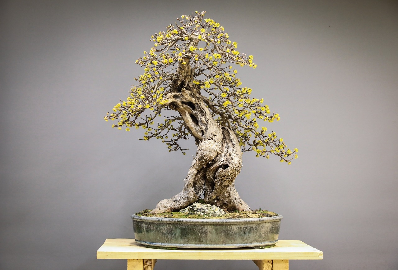 opadanie liści bonsai